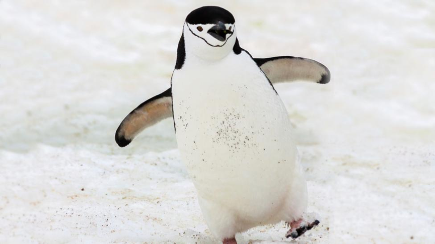 penguin